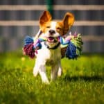Beagle plays in yard. The costs of installing synthetic turf depends on the area you want to cover, materials, labor, and operation fees.