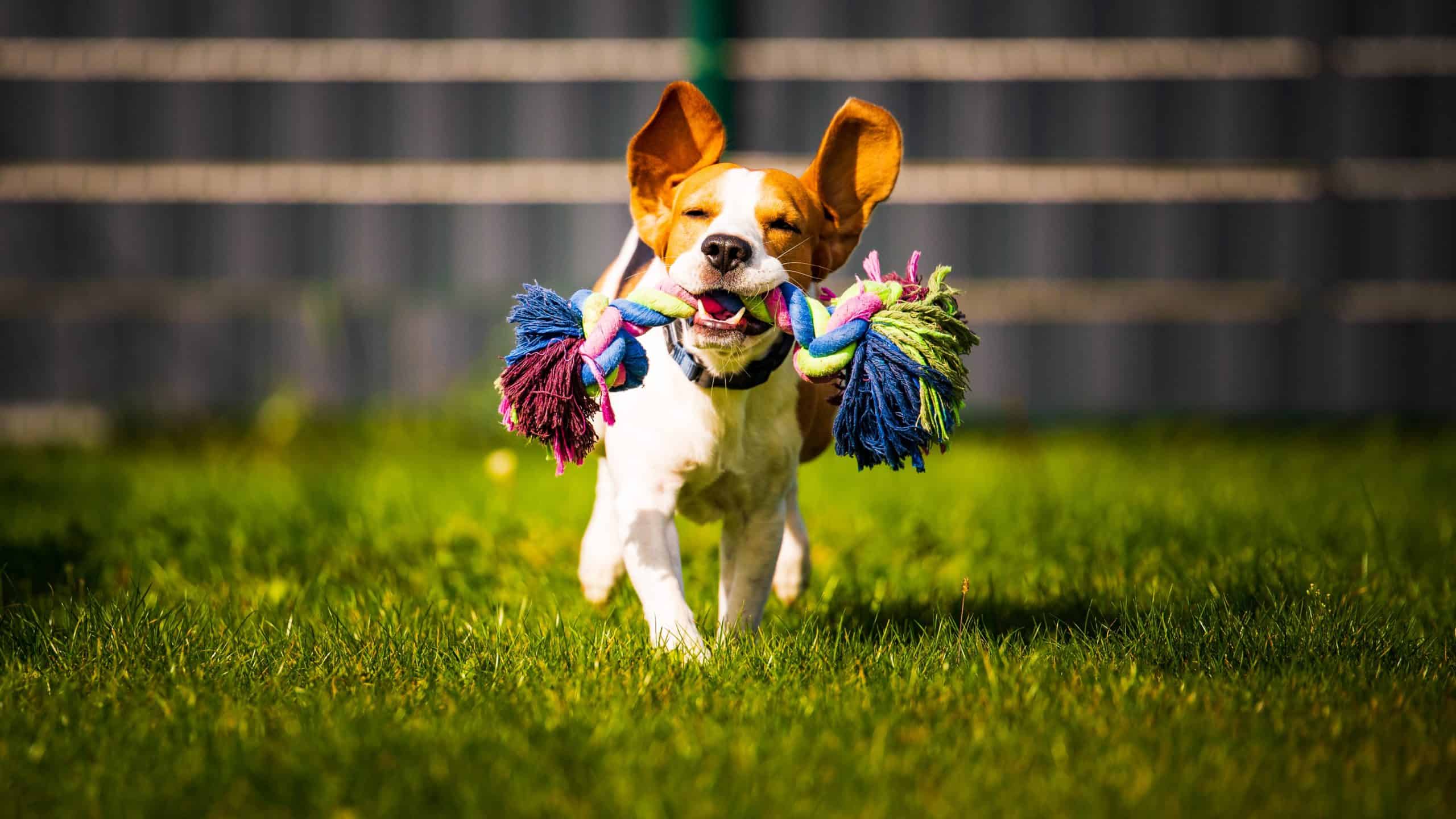 Beagle plays in yard. The costs of installing synthetic turf depends on the area you want to cover, materials, labor, and operation fees.