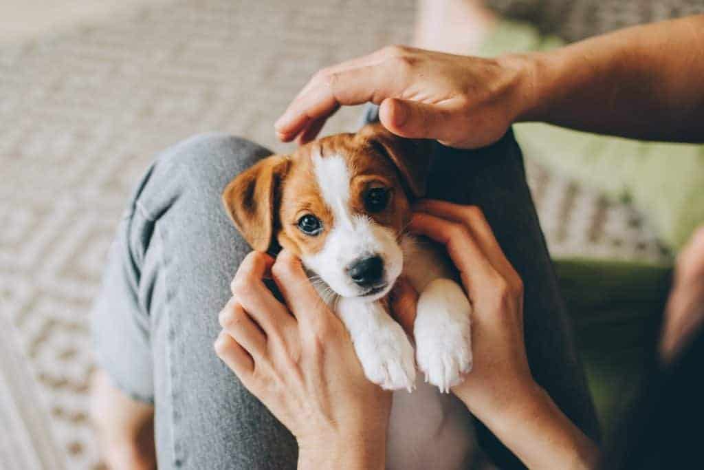 Owners cuddle with beagle puppy. It's not too early to teach your puppy. You should start training once the puppy is home.