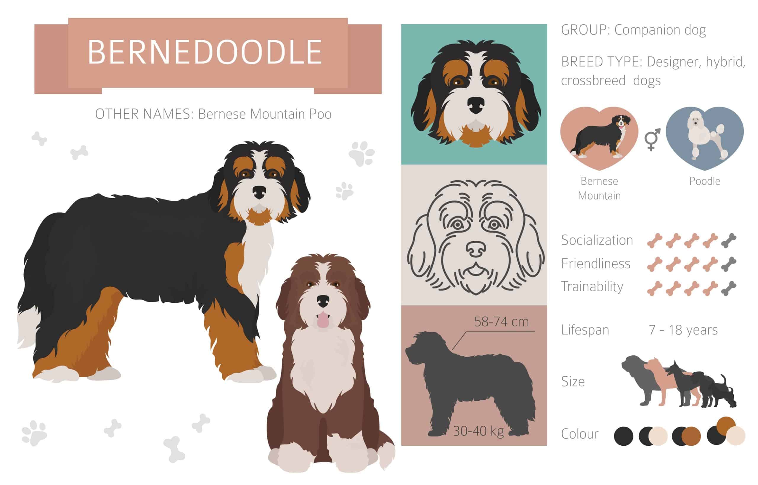Bernedoodle graphic