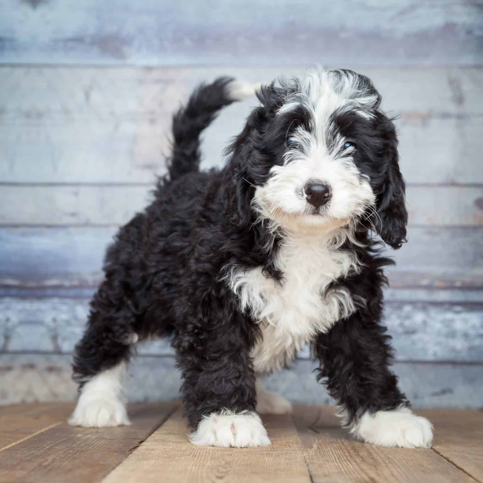 Bernedoodle, a Bernese Mountain Dog-Poodle mix, is gentle, goofy