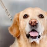 Owner gives yellow Labrador Retriever Cannabidiol. Cannabidiol or CBD is a well-known remedy for a string of common ailments such as anxiety, pain, movement disorders, skin problems, etc.