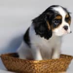 Cavalier King Charles Spaniel puppy sits in a basket.