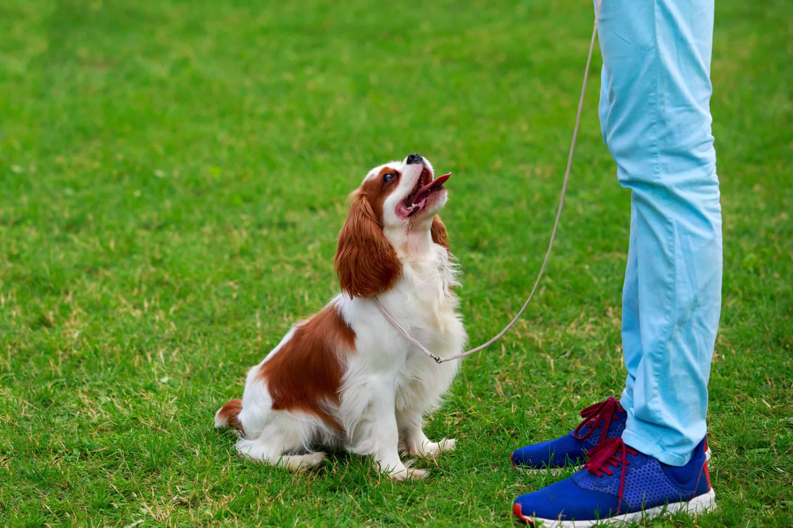 Cavalier King Charles Spaniel puppy training.