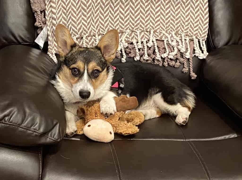 Nutmeg and Mr. Moose