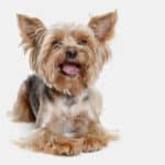 Happy Yorkshire Terrier on white background. Yorkshire terriers are beautiful, protective, loyal, compact, adaptable, and intelligent.