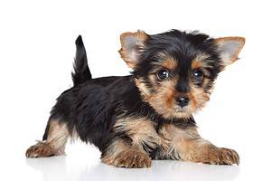 Yorkshire terrier puppy on white background. Yorkshire terriers may think they are big and scary, but in reality they are tiny and not threatening. They do, however, bark, which can alert you to intruders or other danger.