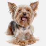 Happy Yorkshire Terrier on white background. Yorkshire terriers are beautiful, protective, loyal, compact, adaptable, and intelligent.