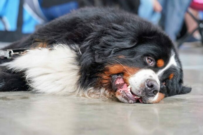 Bernese Mountain dog pants while lying on floor. Abnormal panting signs can vary.