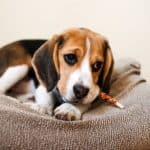 Beagle chews on a bully stick. Bully sticks are a preferred single ingredient treat for pets made to enhance their dental and muscle health.