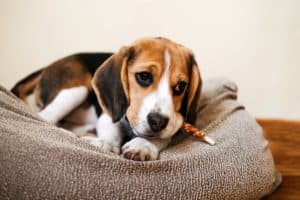 Beagle chews on a bully stick. 