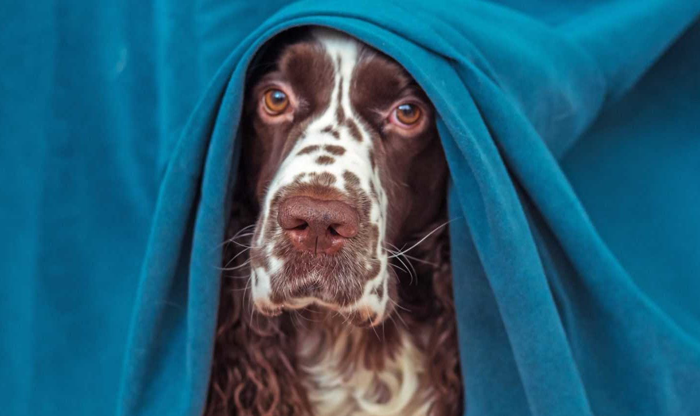 Fearful Springer Spaniel hides under a table. Calming vitamins help dogs suffering from separation anxiety or coping with fear caused by thunderstorms, fireworks, or trips to the vet.