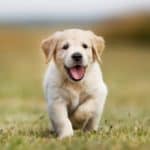 Golden retriever puppy runs across a yard. Provide proper care for golden retrievers by feeding them a healthy diet, grooming them, training them, and giving them lots of love.