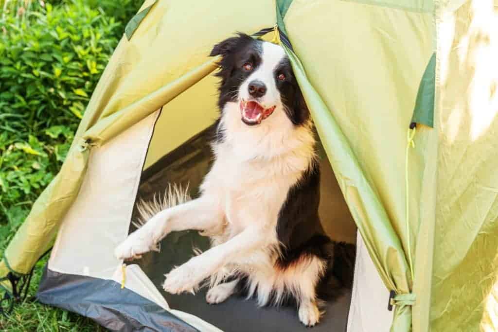 Border collie sits in a tent. The best dog breeds for camping combine high energy with obedience and curiosity. Bonus for smaller dogs that fit comfortably in your tent.