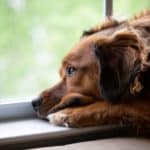 Depressed dog looks out window. Give dogs CBD oil for depression to help relax an agitated dog, ease severe fears, comfort a dog with separation trauma, or mitigate pain.