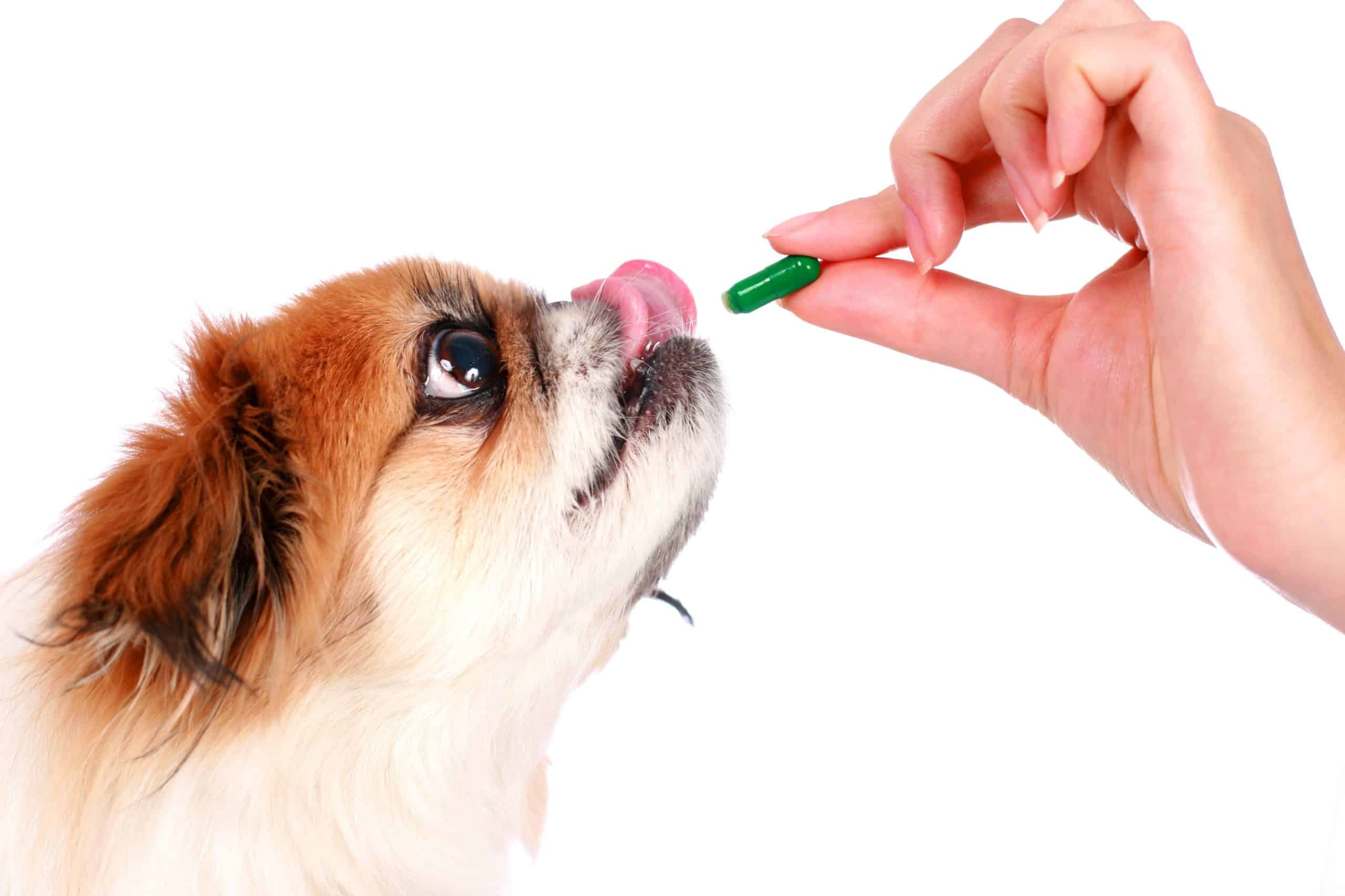 Dog gives pug a vitamin capsule. Talk to your vet before enhancing your dog's diet with essential vitamins.