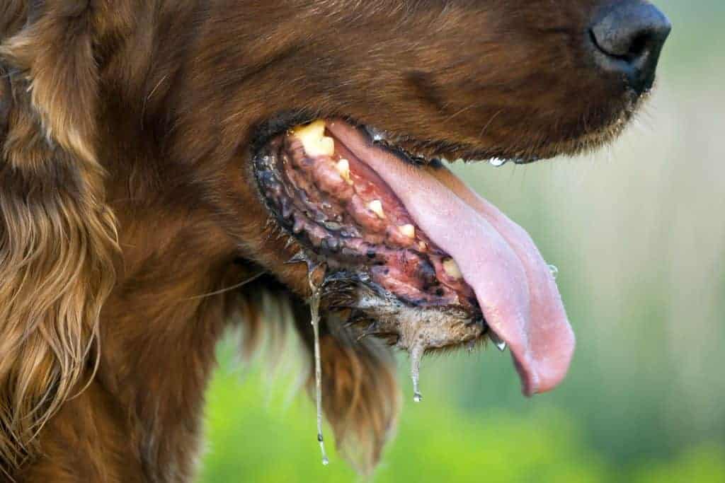 Dog pants excessively. Panting at night is different from panting during the day and can cause both sleepless nights and illustrate something is wrong with your dog. If your dog pants excessively, determine the underlying cause and work with your vet to treat him.