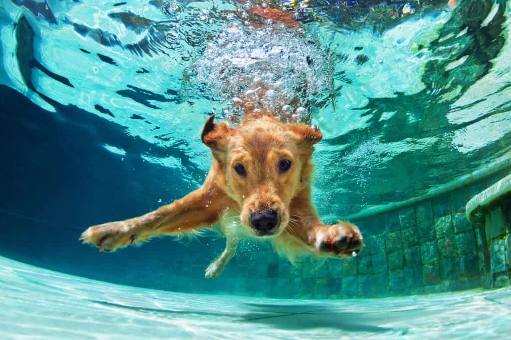 Labrador retriever swims underwater.