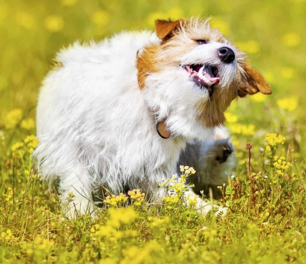 Itchy dog scratches while out in field. Flea medicines for dogs include pills, collars, and shampoos.