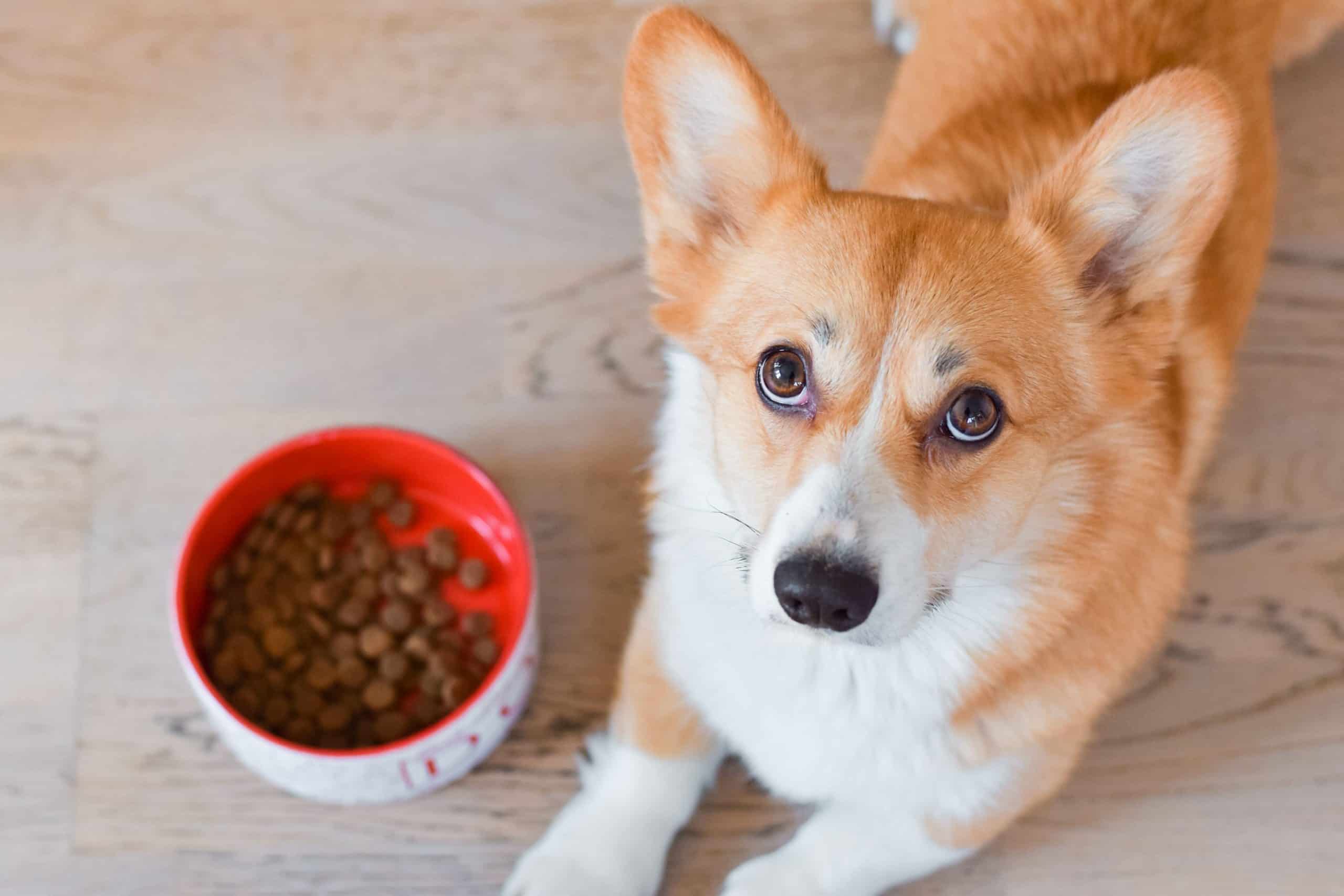Pembroke Welsh Corgi sits by food bowl. When dogs get sick, it can be difficult to get them to eat. Make sure you give your dog the most nutritious food to help them recover.