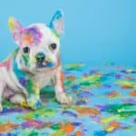 French bulldog puppy covered in bright paint. Keep your dog away from pandemic poison dangers including yeast, bread, coffee, wine, paint, and marijuana.