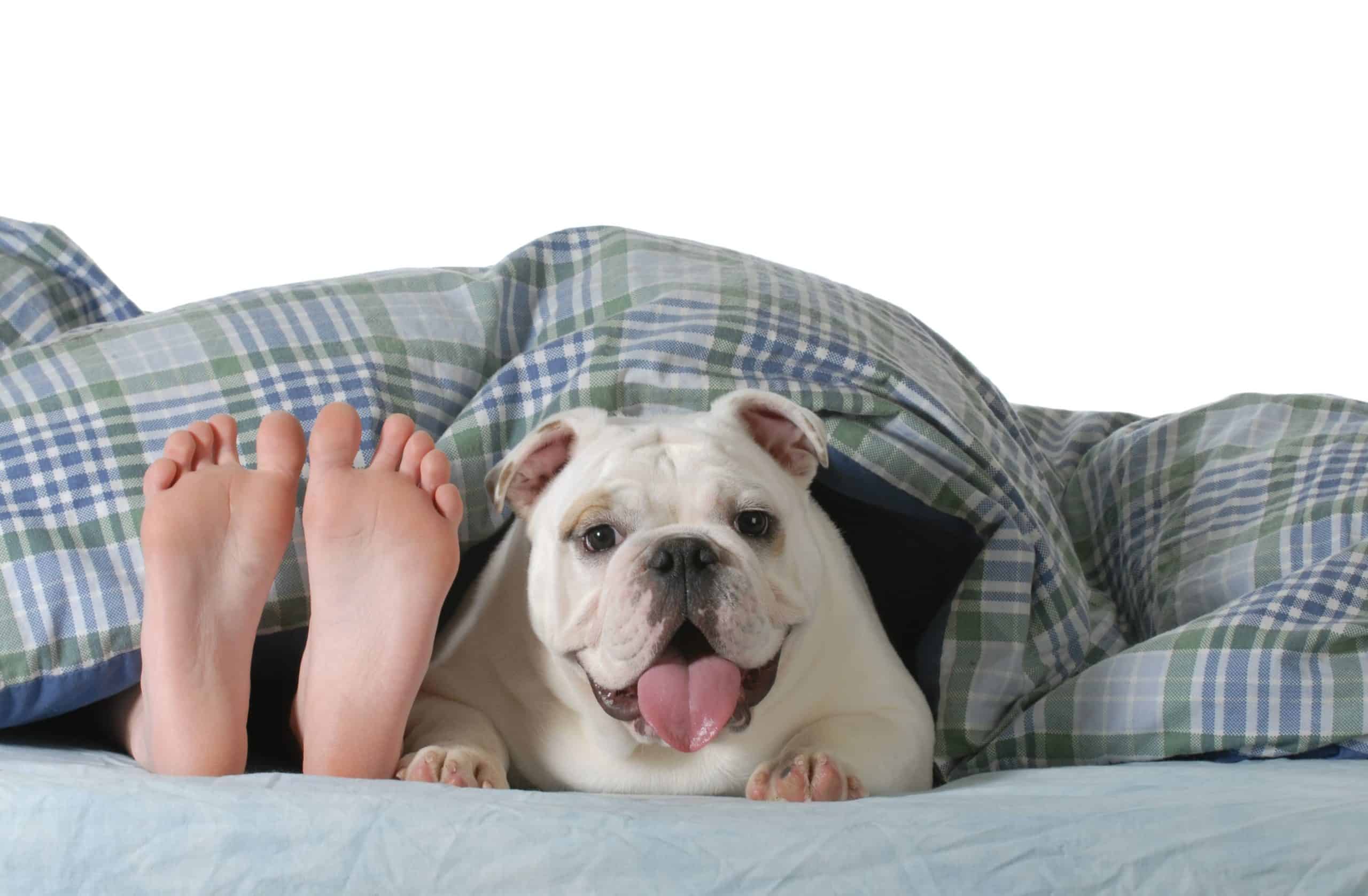 Pug pants at night while sleeping with owner. Panting at night has many causes, and it's up to you to determine why your dog pants excessively and then take action.