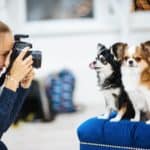 Female photographer shoots images of Papillions in a photo studio. Ask for recommendations to find the best pet portraits websites.