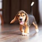 Happy beagle puppy in a pet safe home.