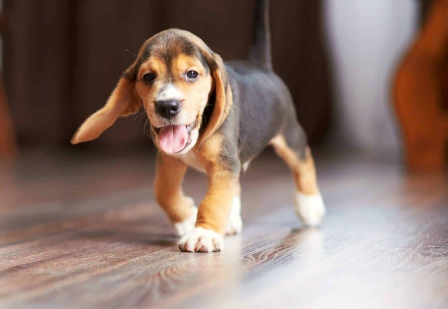 Happy beagle puppy in a pet safe home.