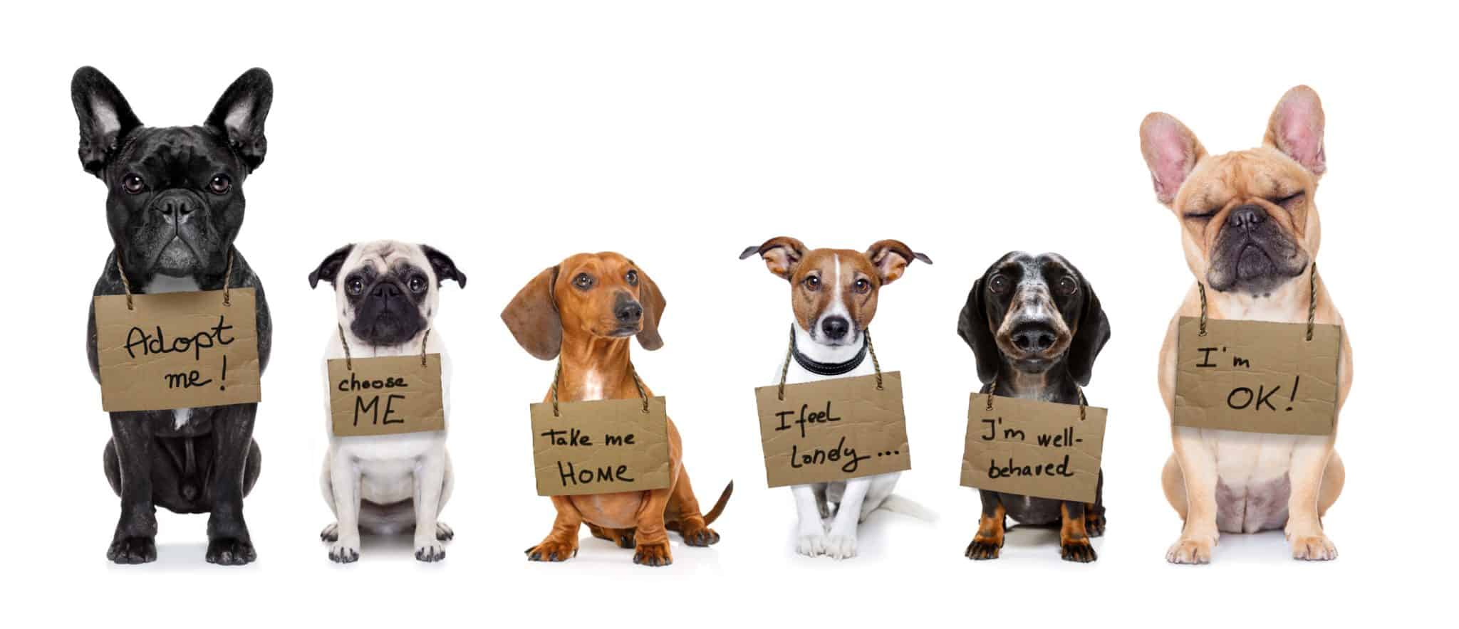 adopt-a-dog-baltimore-humane-society