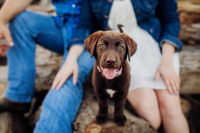 Chocolate Labrador Retriever puppy sits with his pet parents. When you’re looking for a puppy to adopt, one of the best places to start your search is at local shelters and pet rescues.