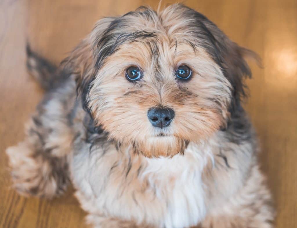 10 Shih Poo Haircuts That Will Make You Want to Adopt One - wide 9