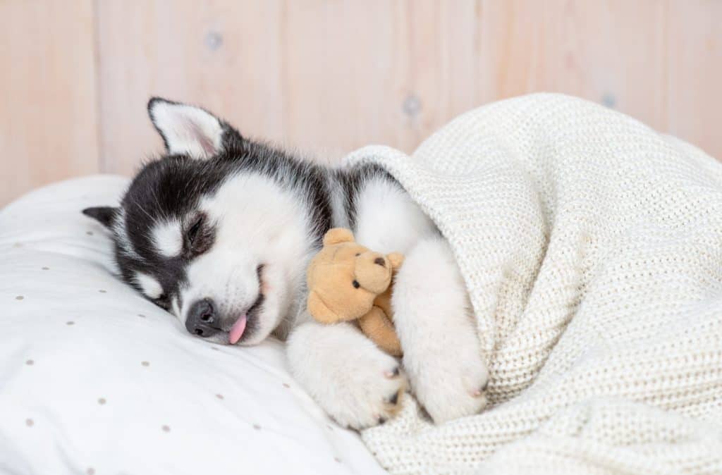 Husky puppy snuggles with a toy bear. Using a sleep schedule will help your puppy. The routine will make potty training easier and help your puppy adjust to a new home.