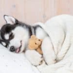 Husky puppy snuggles with a toy bear. Using a sleep schedule will help your puppy. The routine will make potty training easier and help your puppy adjust to a new home.