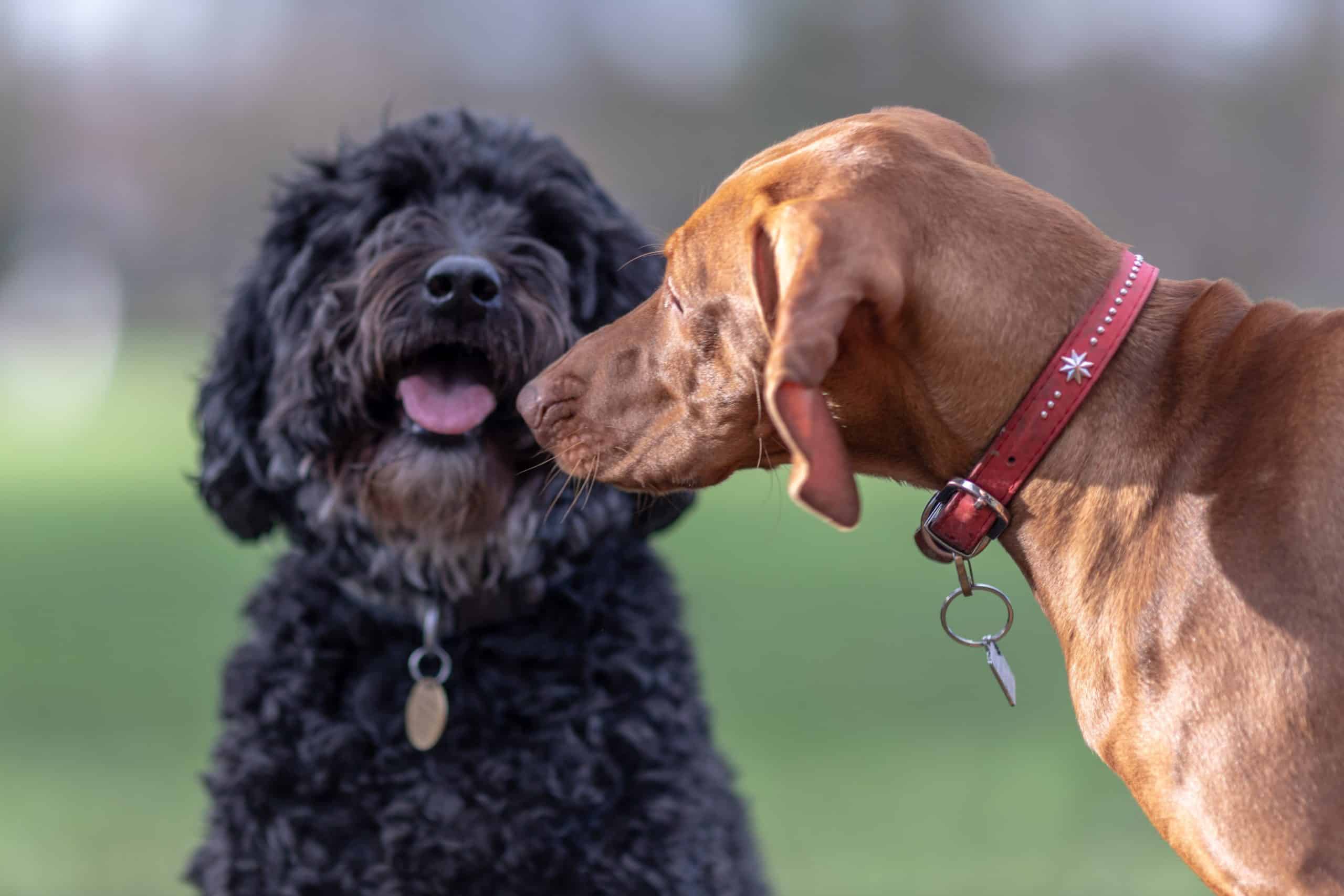 Poodle and Vizsla greet each other. Dogs need ongoing socialization throughout their lives. 