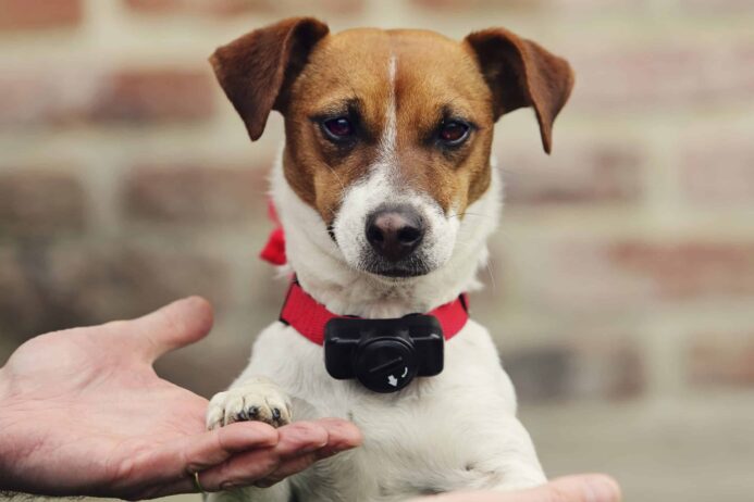Jack Russell terrier wears collar for a wireless electric dog fence.