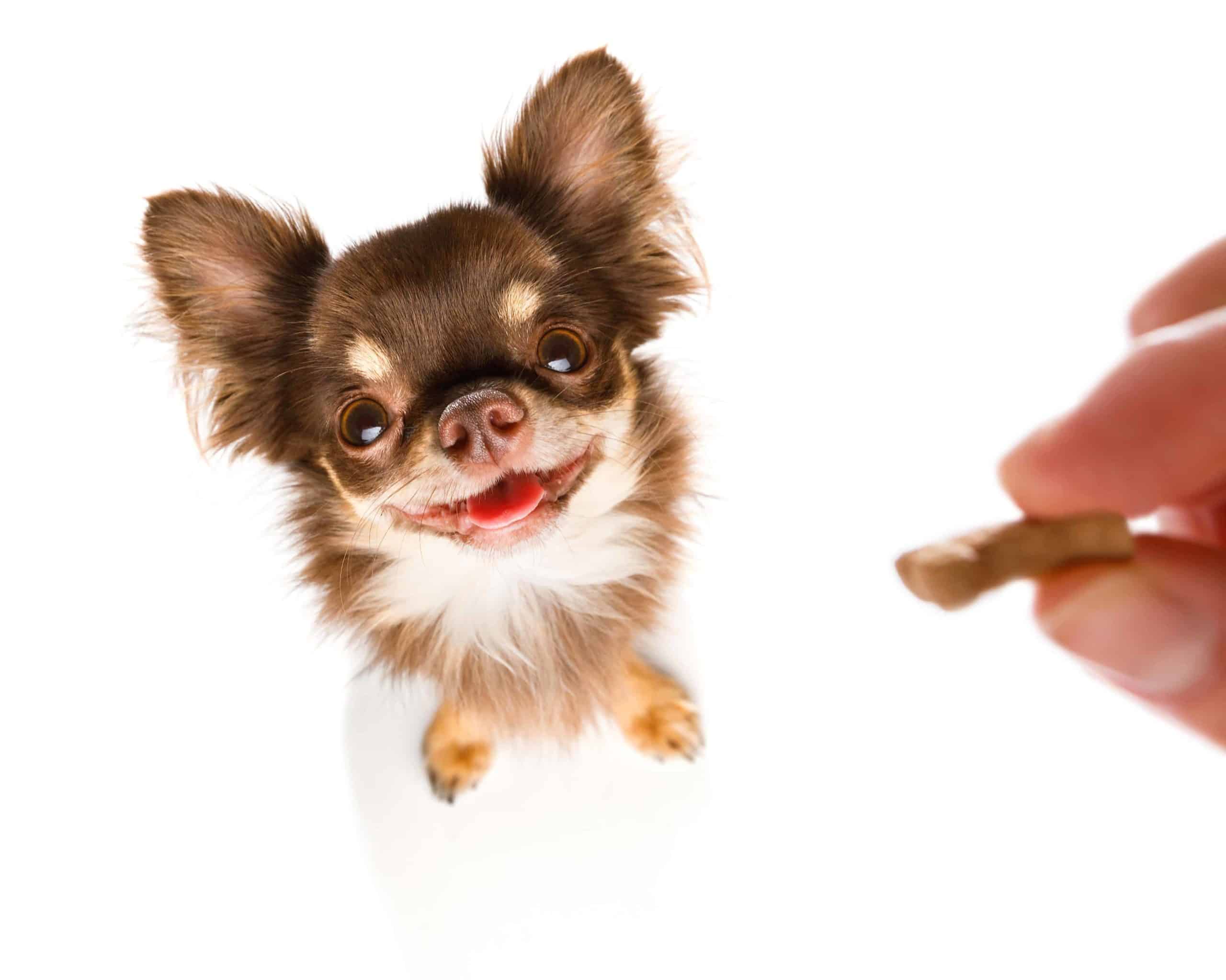 Owner gives Chihuahua a homemade dog treat. DIY dog treats are healthier since they don’t contain as many chemicals, fats, and preservatives as commercial dog treats.