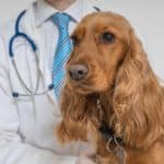 Veterinarian examines a cocker spaniel. Cocker Spaniels are prone to incontinence and UTIs in dogs.
