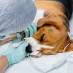 Beagle under anesthesia has dental exam and teeth cleaning.