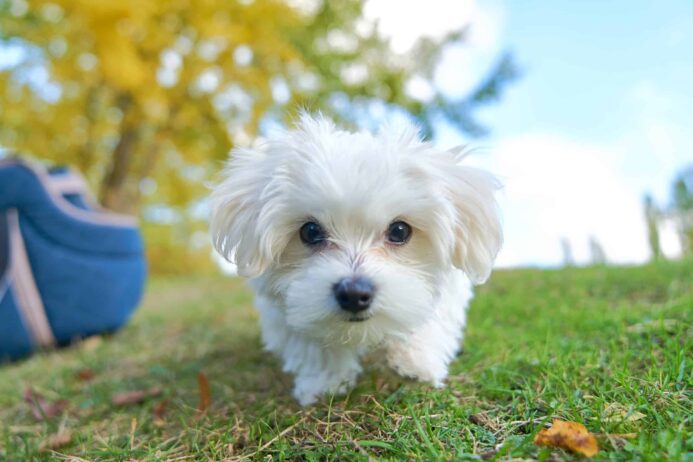 Maltese are among the dog breeds prone to dog tear stains.