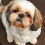Dog breeds like the Shih-Tzu are prone to dog tear stains.