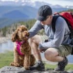 Man hikes with a golden doodle. Dog travel distance depends on the age and breed of the dog. A small, active dog can travel between 5 and 6 hours a day or 12.5 and 15 miles.