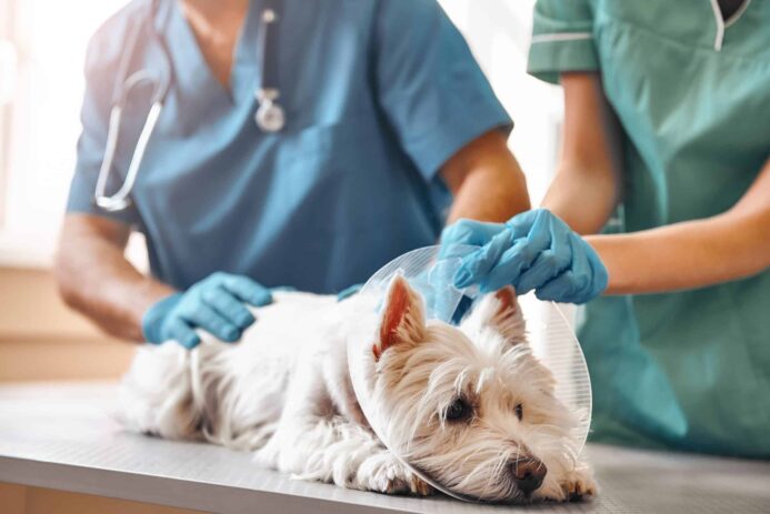 Vet examines a sick West Highland Terrier. 