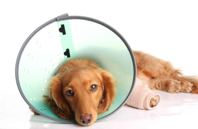 Golden Retriever with injured leg wears an e-collar. 