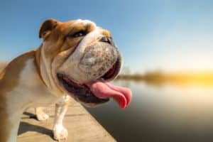 Bulldogs are prone to suffering heatstroke.