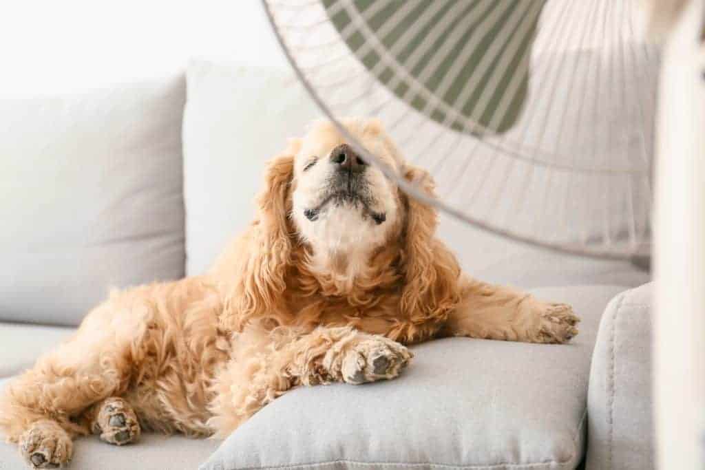 Cocker spaniel sits in front of a fan. Cool dogs suffering from heatstroke down quickly by giving your dog water to drink, spraying it with cool water, or using a fan.