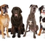 Photo illustration of large breed dogs including a bloodhound, boxer, wolfhound, Great Dane, Bernese Mountain Dog, and Rottweiler. Make sure large breed dogs get the right food, enough exercise, adequate training, and have enough space in your home.
