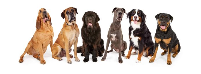 Make sure large breed dogs get the right food, enough exercise, adequate training, and have enough space in your home. Photo illustration of large breed dogs including a bloodhound, boxer, wolfhound, Great Dane, Bernese Mountain Dog, and Rottweiler.