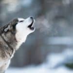 Husky dog howls. Let your dog howl: Howling sessions usually do not last long. Unless the howling disturbs you or your neighbors, let your dog make noise.