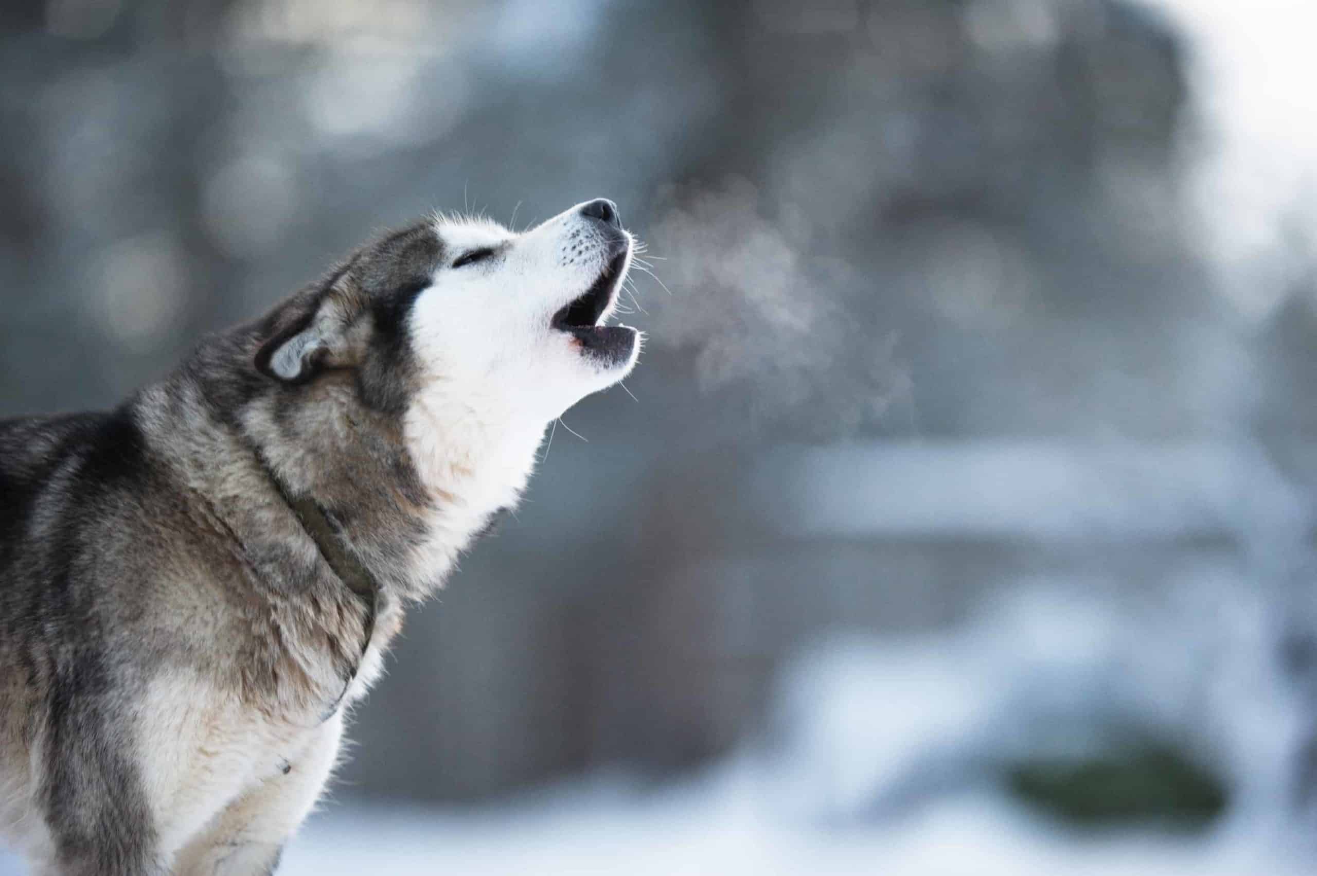 Husky dog howls. Let your dog howl: Howling sessions usually do not last long. Unless the howling disturbs you or your neighbors, let your dog make noise.